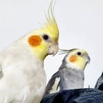 تصویر پروفایل @shahin.cockatiel